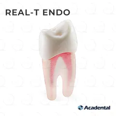 Real-T-Endo™ #12 Premolar (UL4)