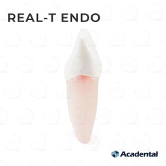 Real-T-Endo™ #08 Incisor (UR1)