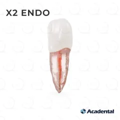 X2 Endo™ #09 Incisor (UL1)