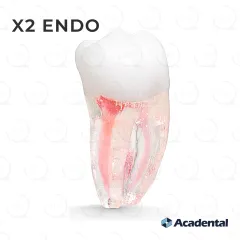 X2 Endo™ #31 Molar (LR7)